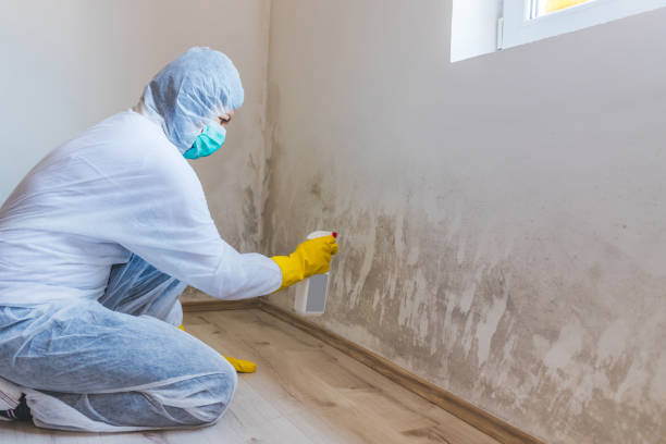 Licensed Basement Mold Remediation service in Wrightsville, PA - Car Mold Remediation