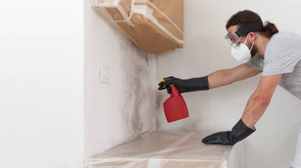 Professional Basement Mold Remediation technician working in Wrightsville, PA