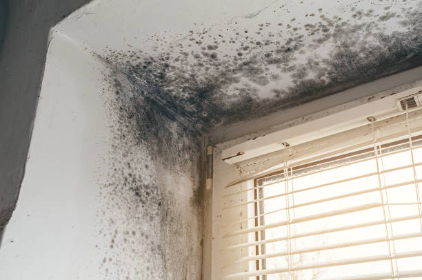 Affordable Basement Mold Remediation solutions in Wrightsville, PA