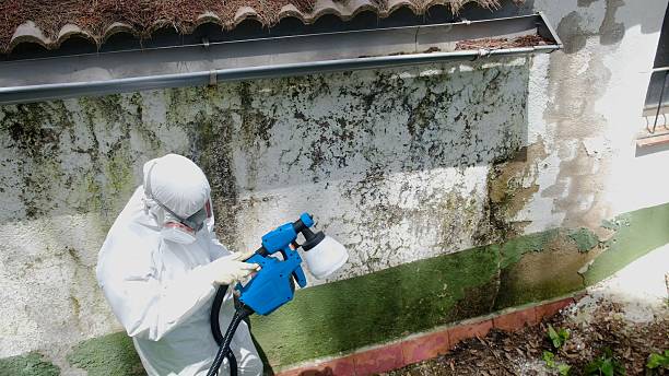 Top rated local Basement Mold Remediation specialists in Wrightsville, PA